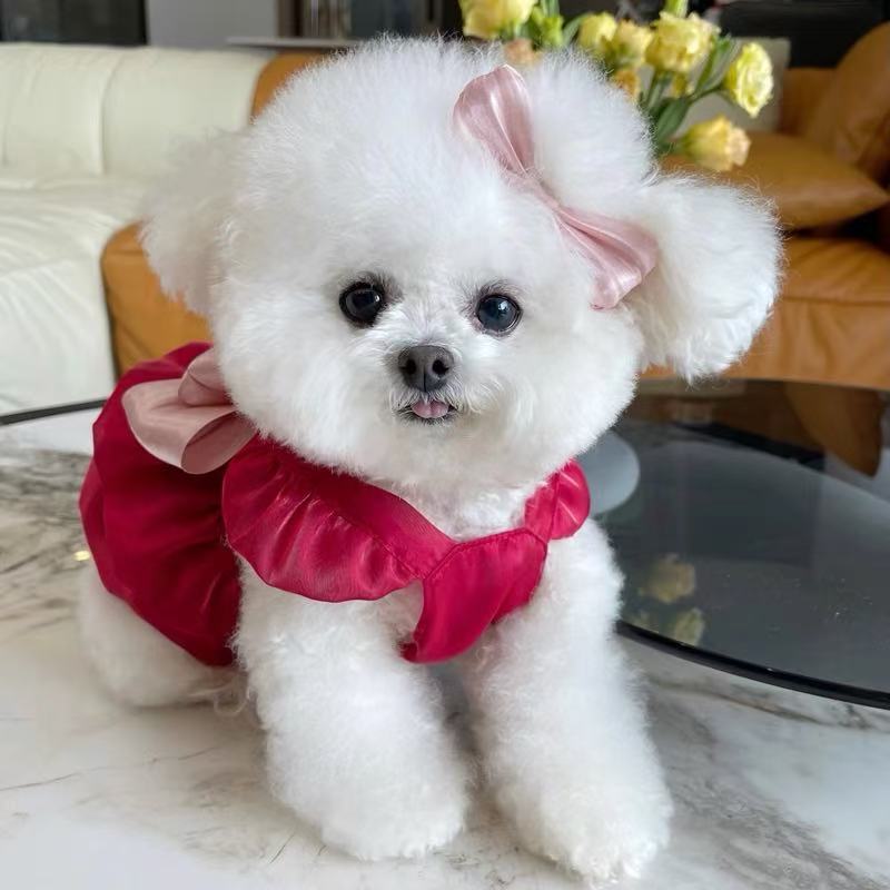 T689 New Korean elastic lace bottoming shirt Teddy Bichon dog cat inner wear clothes
