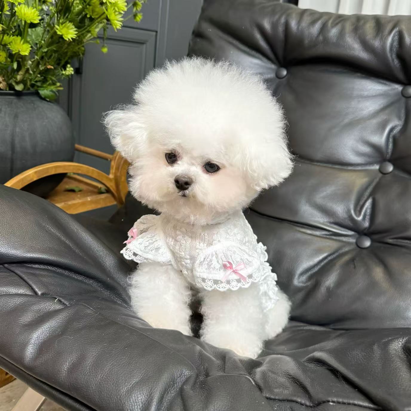 T700 Original pet clothes spring and summer new lace puff sleeve vest dog cat sun protection clothes