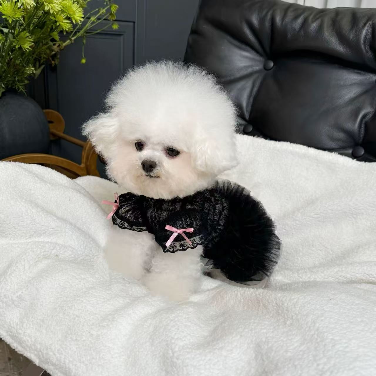 T697 Pet clothes spring and summer new black swan tutu skirt dog cat lace wedding dress