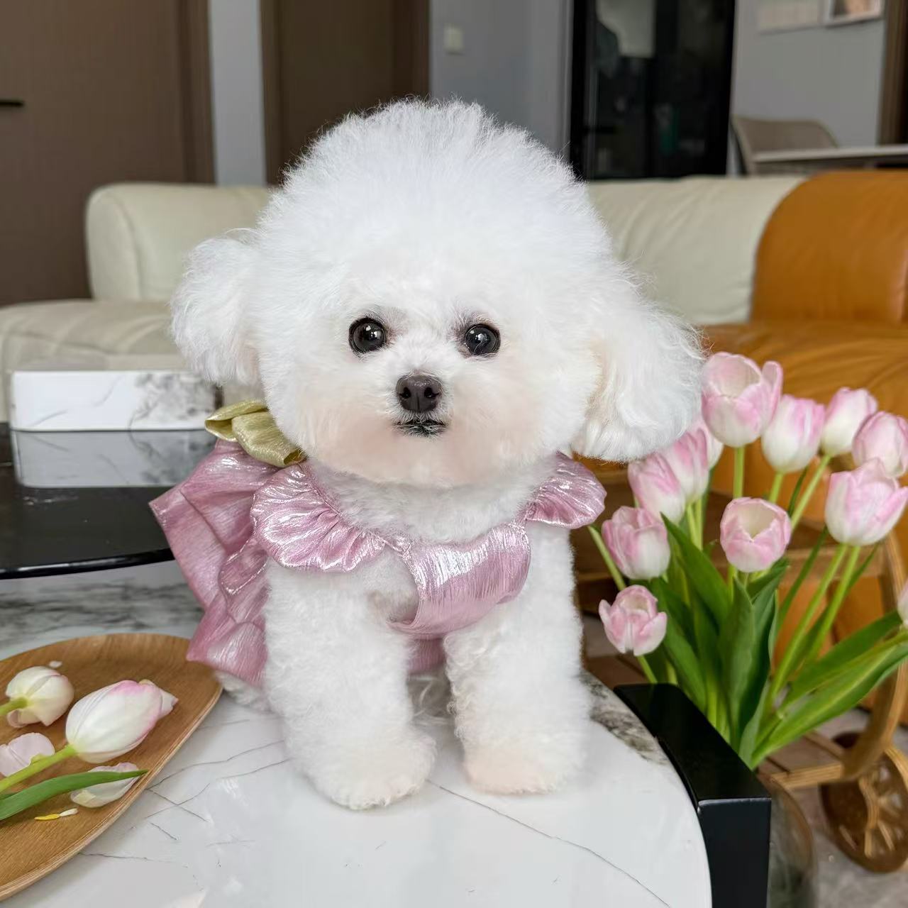 T702 New spring and summer high gloss heavy gold stamping dress Teddy Bichon dog cat traction clothes