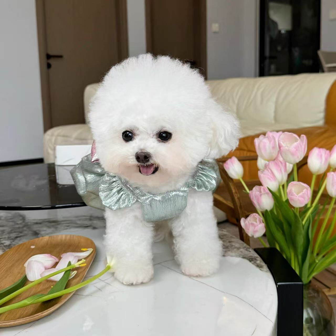 T702 New spring and summer high gloss heavy gold stamping dress Teddy Bichon dog cat traction clothes