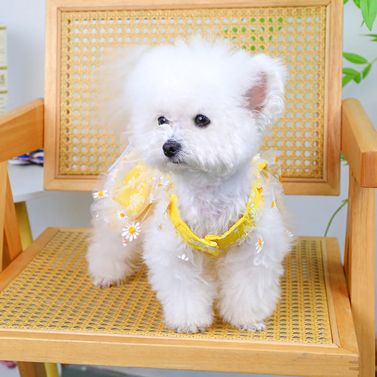 Summer Daisy Suspender Dress Pet Clothing Dog Cat Anti-Hair Loss Summer Yellow Princess Dress 250708