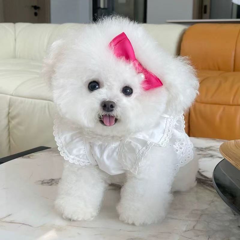 T699 Pet clothes summer new lace flying sleeve princess dress Teddy Bichon dog cat traction buckle sun protection clothes