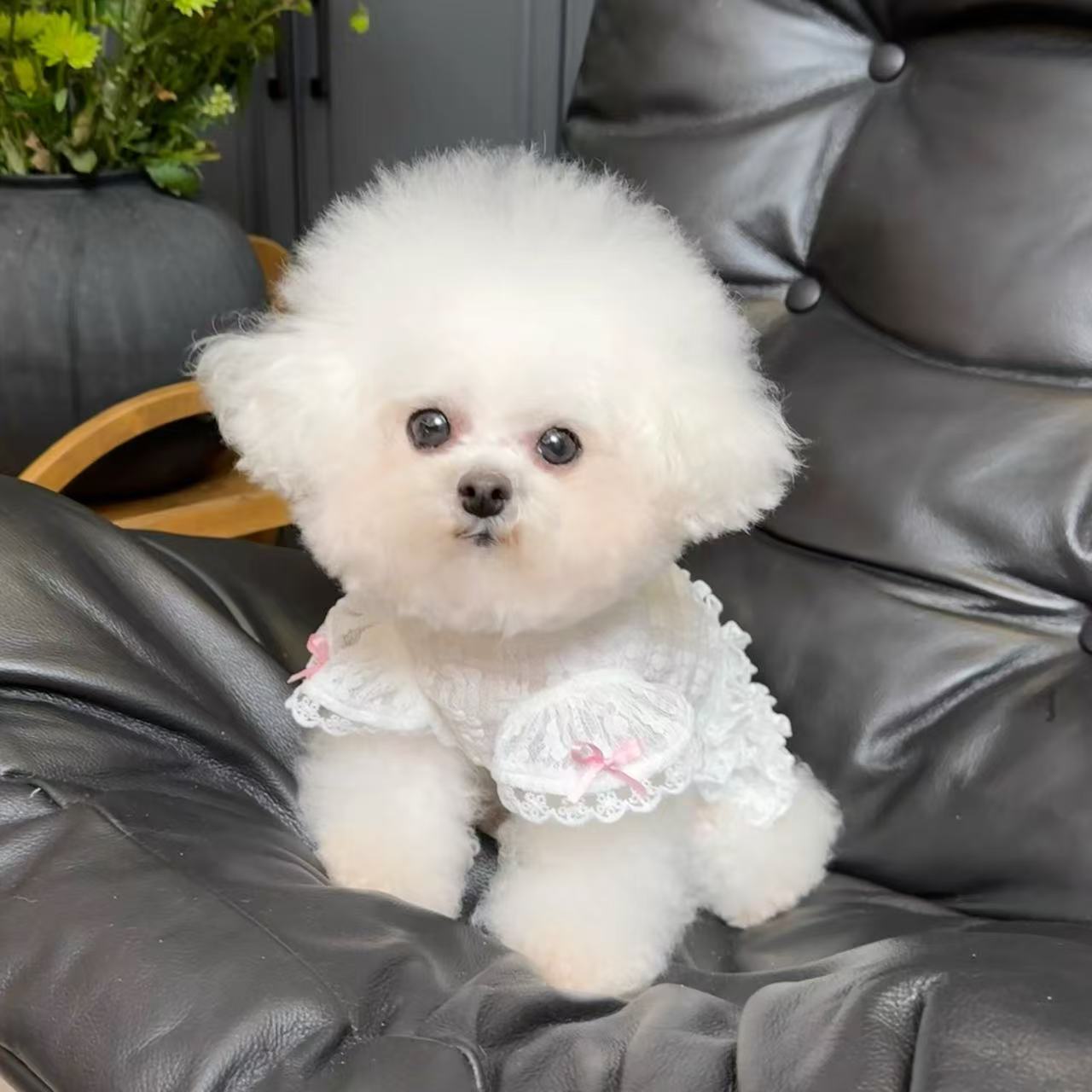 T700 Original pet clothes spring and summer new lace puff sleeve vest dog cat sun protection clothes