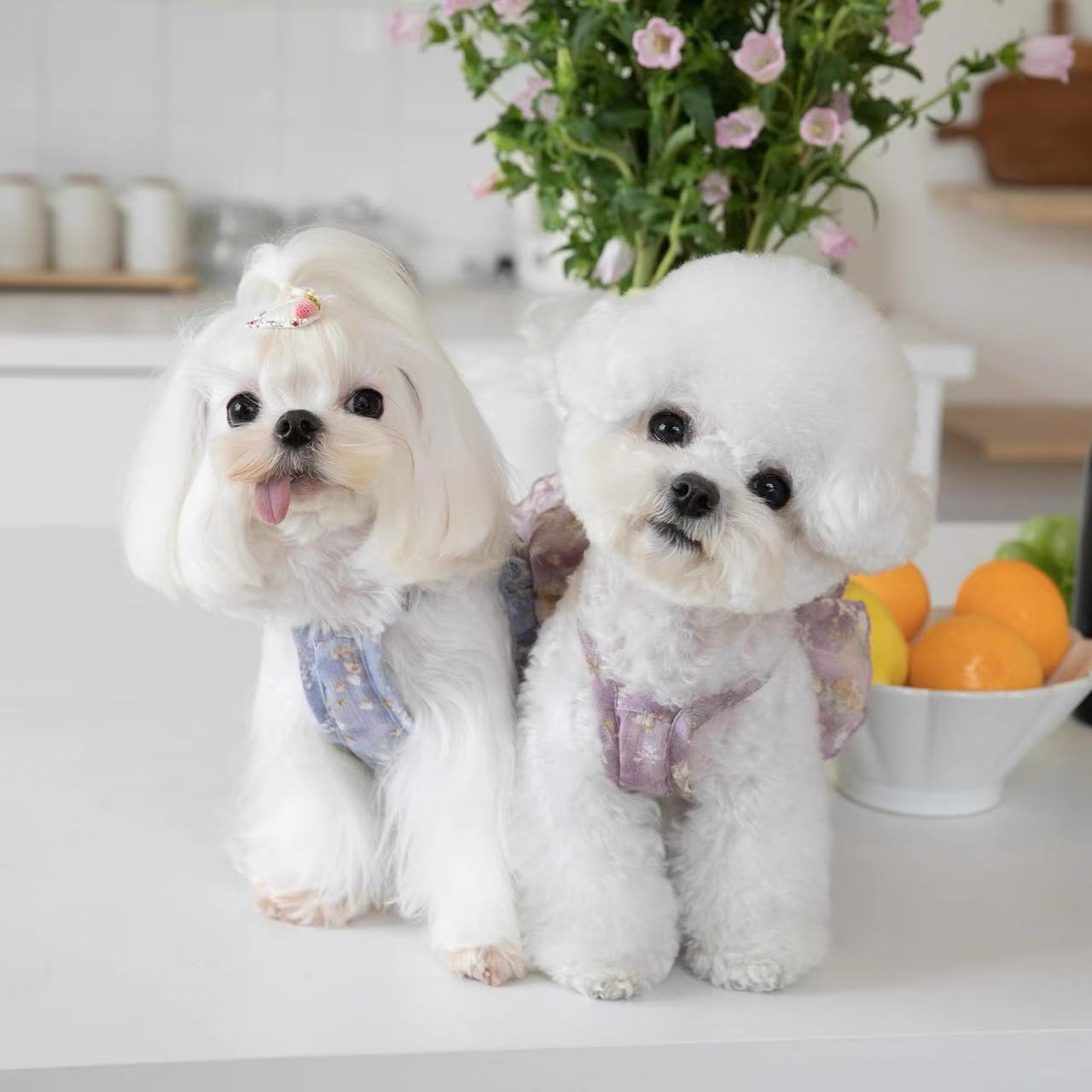 Owen Summer cool pet chiffon cake floral suspender skirt short puppy princess dress dress Bichon Teddy Cat