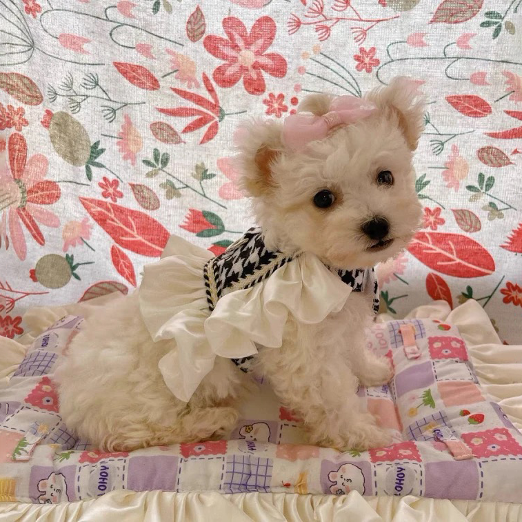 Luxury Princess Dog Harness with Leash Set, No Pull Adjustable Simple Magic Glue Puppy Pet Vest Harnesses Summer Pets Dress for Small Medium Dogs and 