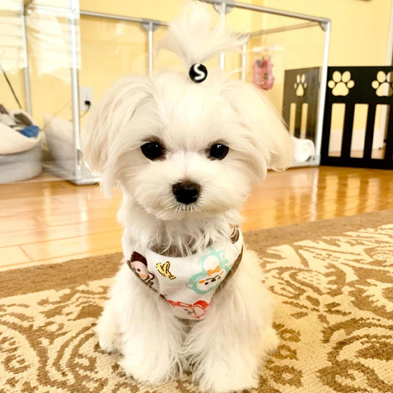 Summer Dog Vest Cute Cartoon Print Breathable Thin TShirt for Small Medium Fashion Chihuahua Yorkshire Pet Clothes 250711