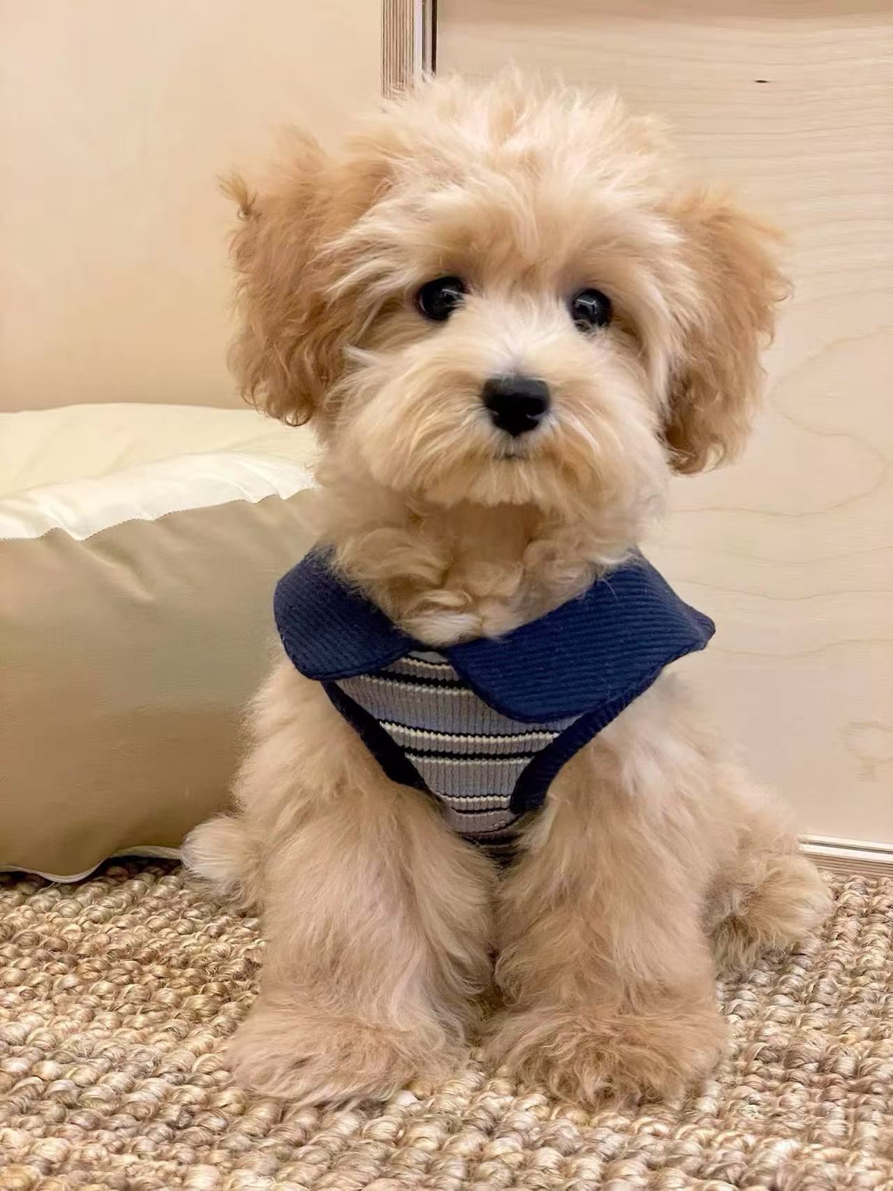 T744 Original Navy Collar Sleeveless T-Shirt Dog Small Dog Clothes Striped Bichon Schnauzer Vest