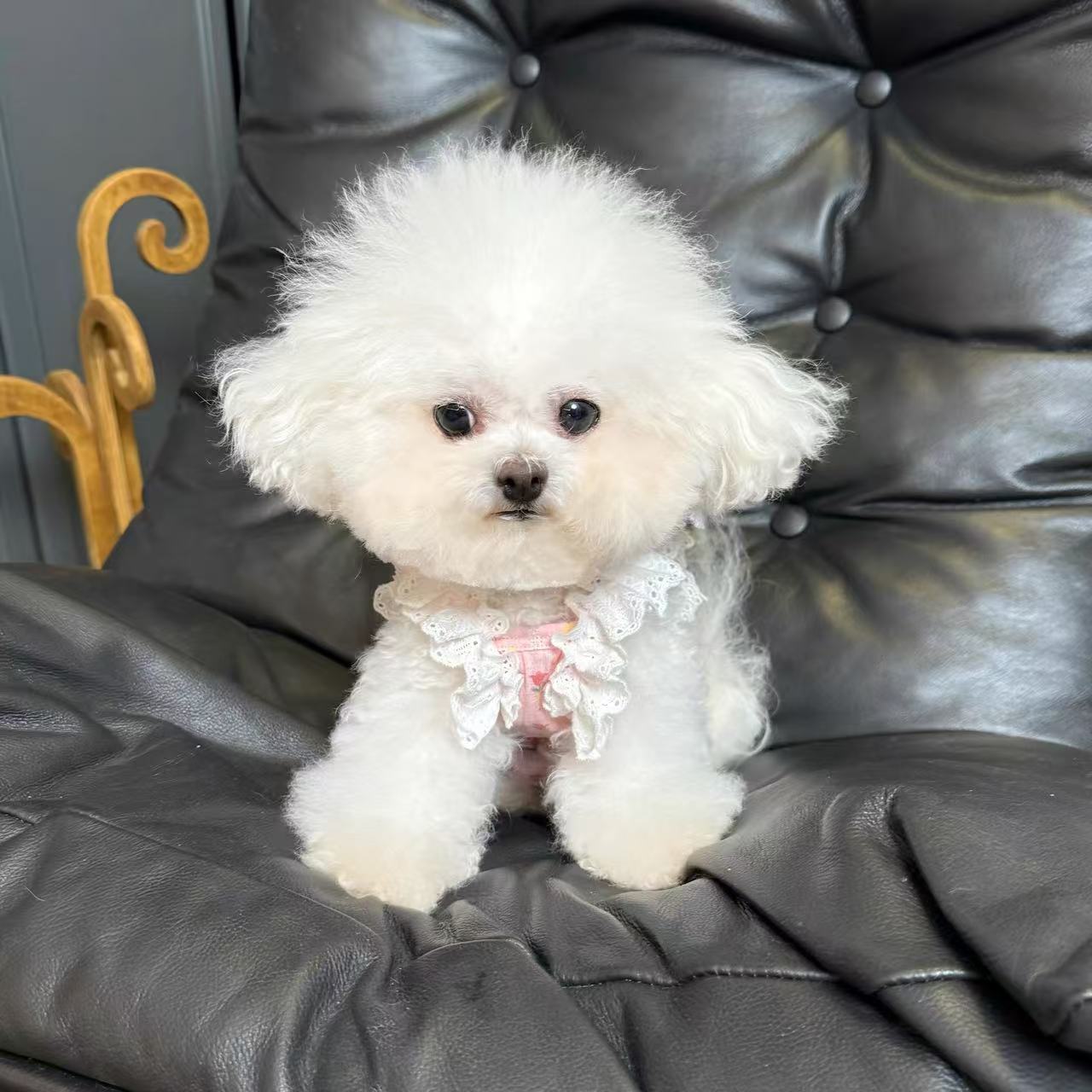 T746 Pet clothes spring and summer new floral belly-wrapped coat dog air-conditioning belly-protecting thin vest