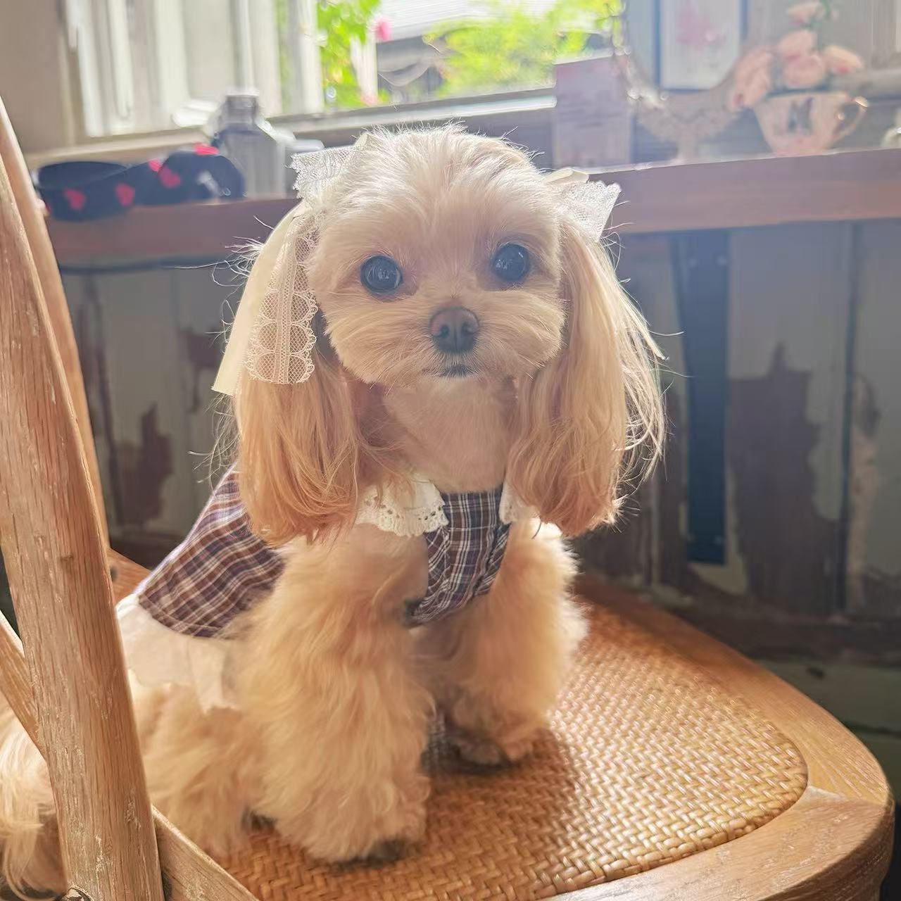 T761 Small dog cute cotton spring and summer clothes