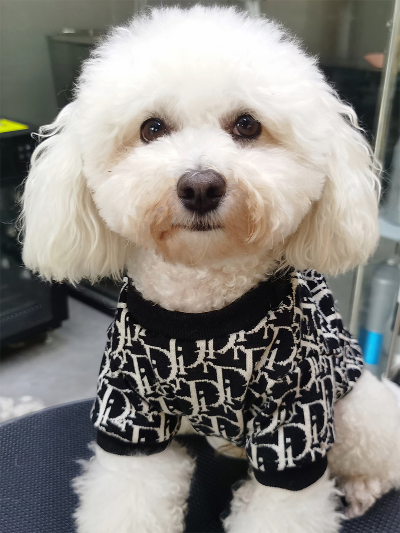 Designer pet dog sweater Large dog dog clothes Autumn and winter fashion brand warmer than bear corgi giant expensive teddy Golden hair Samoyed