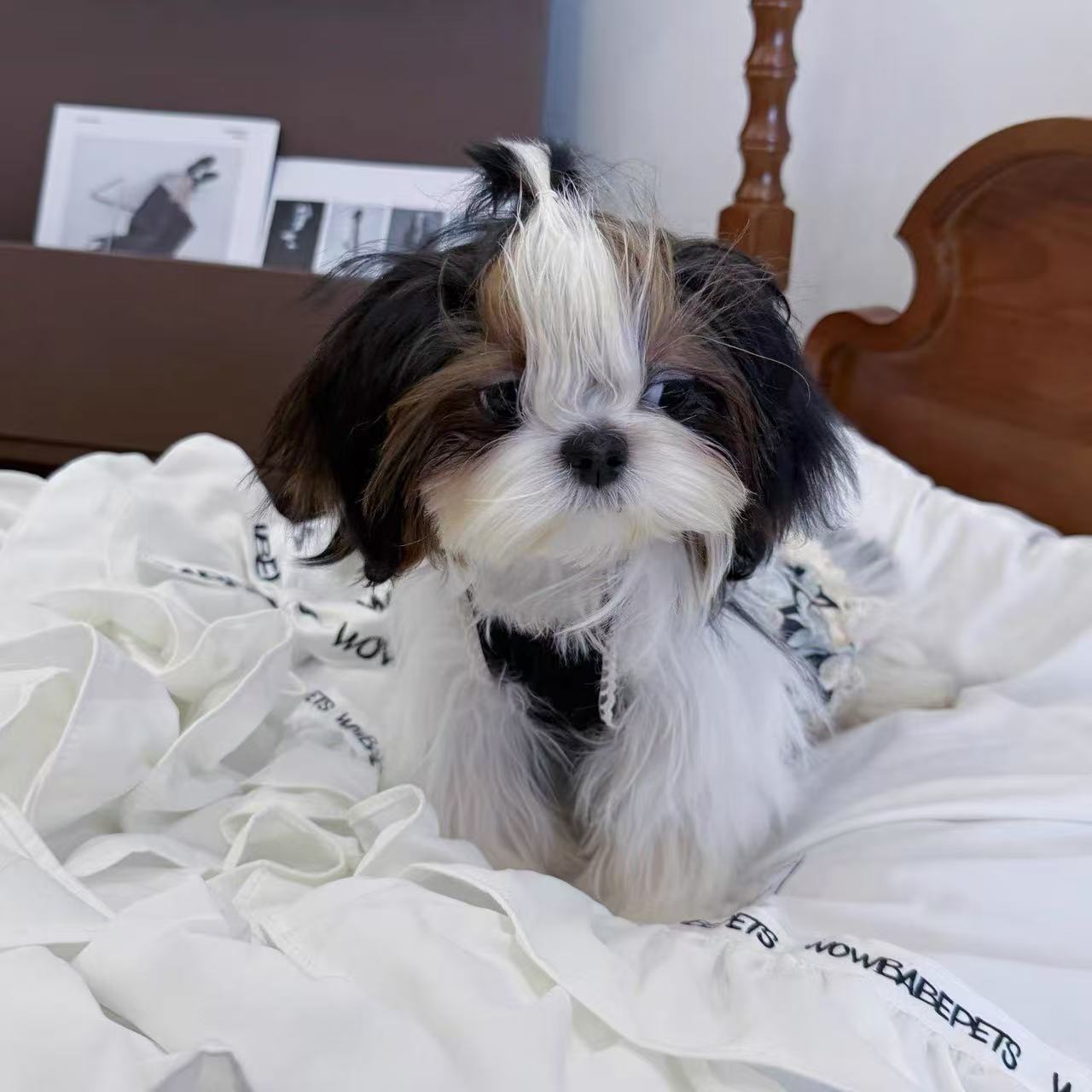 T859 Black lace floral contrast dress dog pet clothes Maltese