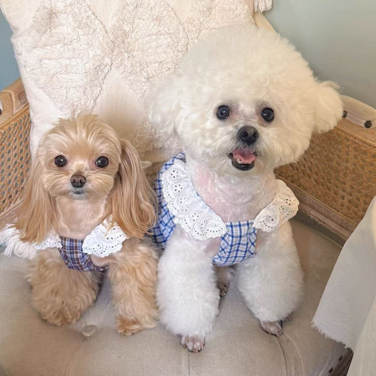 T761 Small dog cute cotton spring and summer clothes