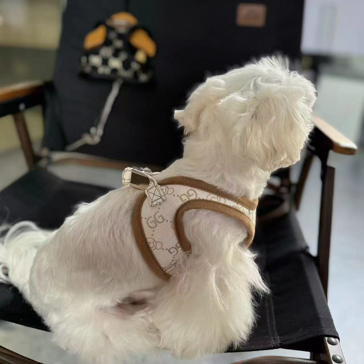 Adjustable Breathable Vest-Style Harness with Leash for Small/Medium Dogs & Cats - Gold Foil Design