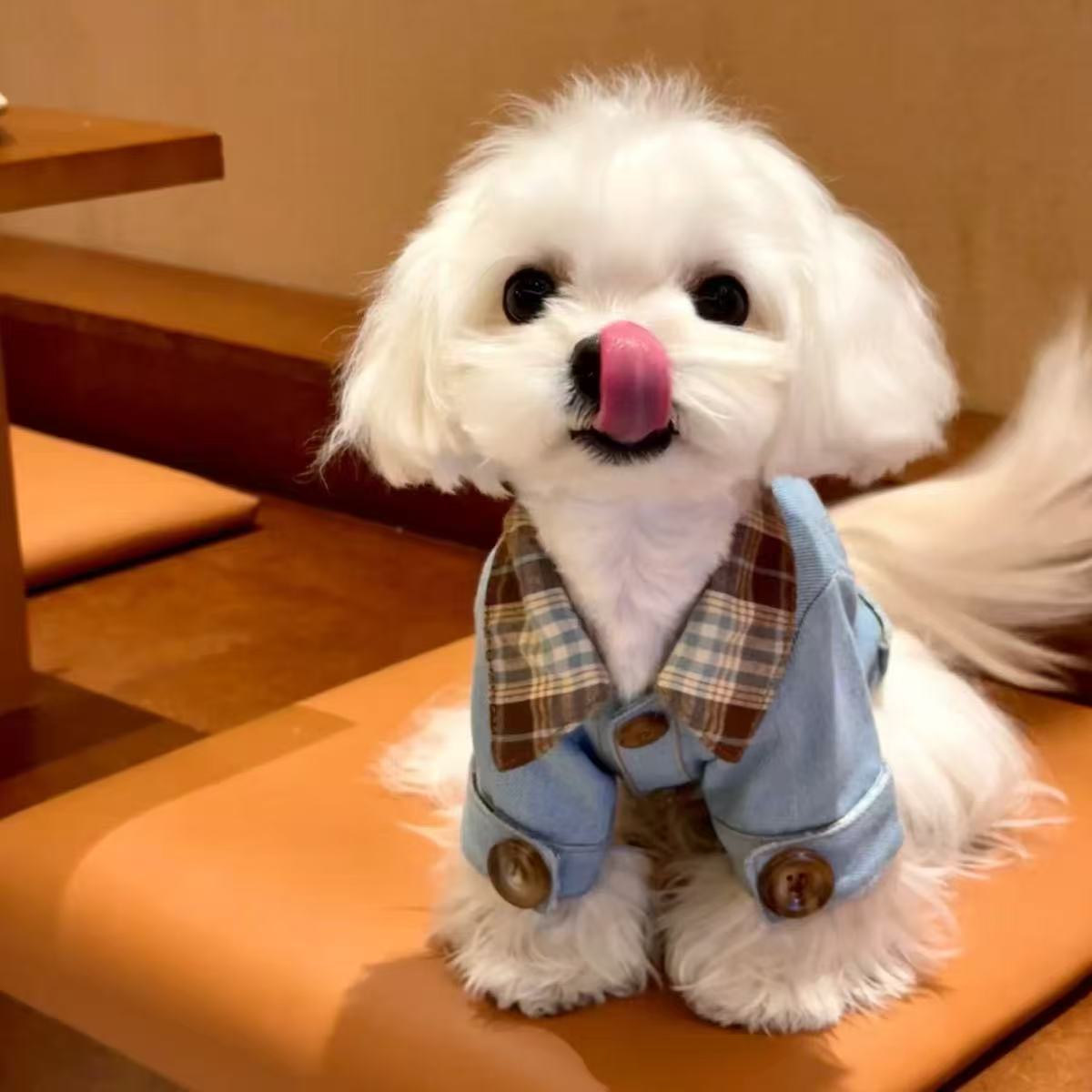T787 Cute Kitten and Puppy Clothes Schnauzer Teddy Pomeranian Pet Clothes Small Dog