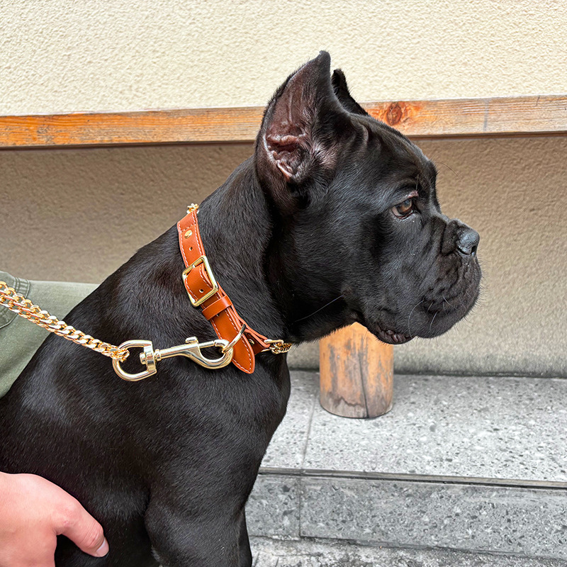 Gold stainless steel pet collar traction rope dog leash dog chain explosion-proof for medium and large dogs - view 3