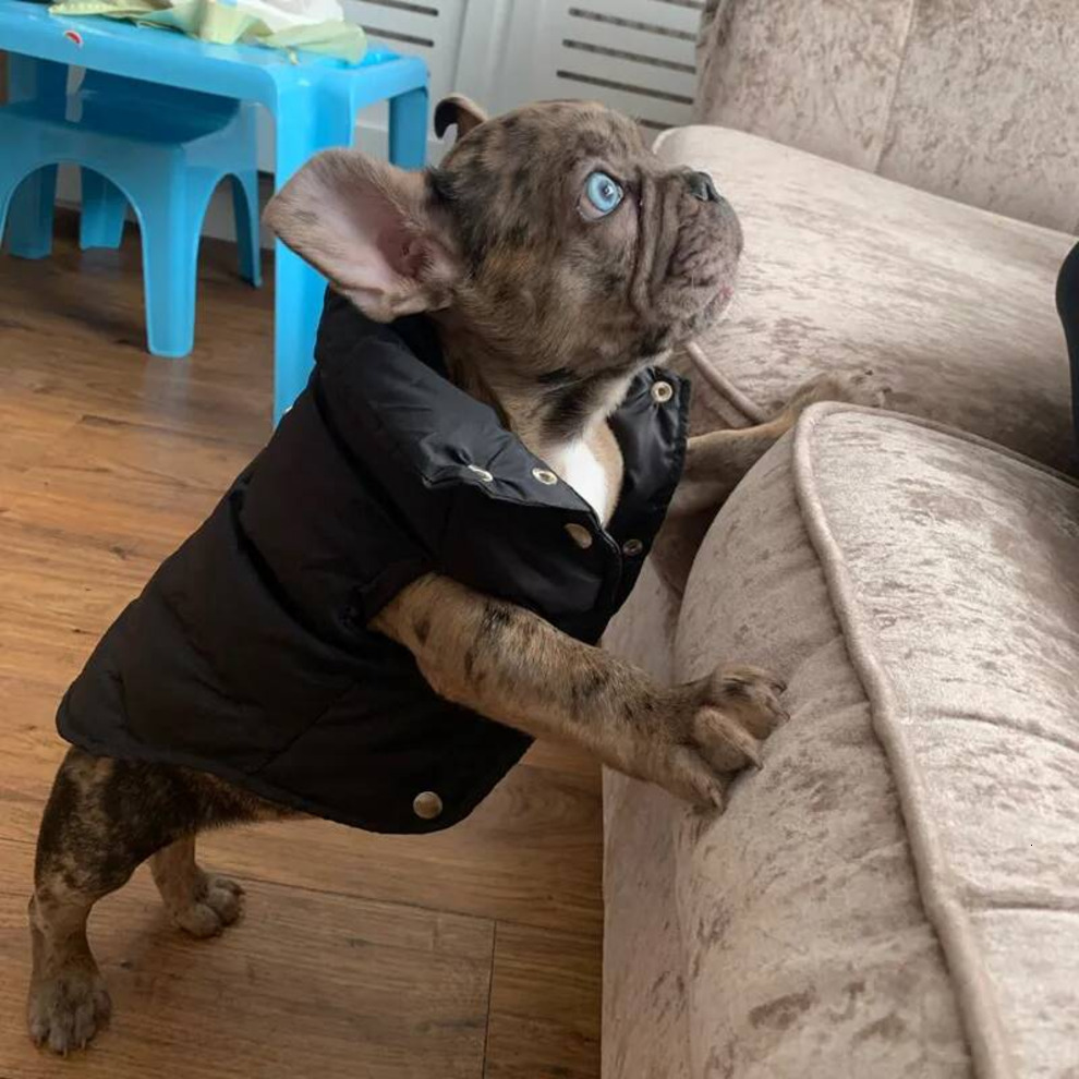Designer Clothes Winter Coat Warm Dog Apparel Waterproof Windproof Pet Vest Cold Weather Puppy Jacket with Hats for Small Medium Large Dogs Bulldog Bl