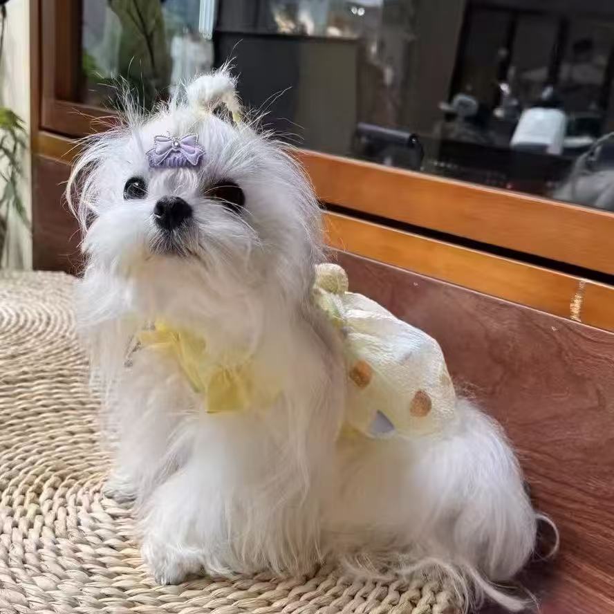 T797 Pet summer dog clothes bubble plaid cat princess fragrance home bear Pomeranian clothes Teddy skirt