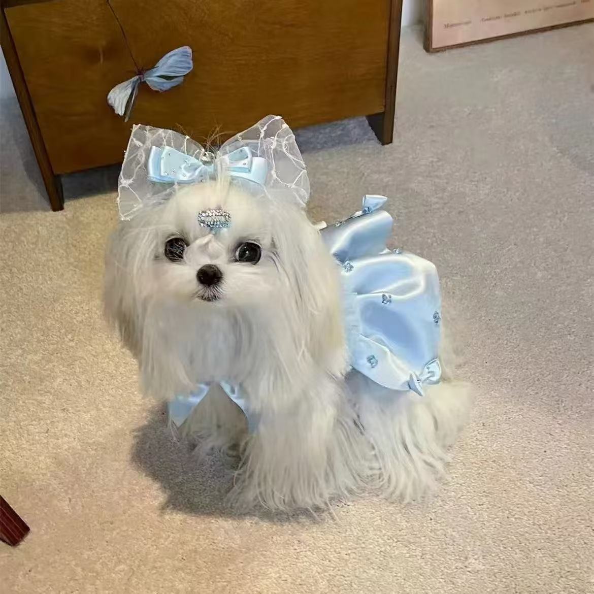 T803 Summer cool cute cake skirt dog clothes giant dress medium-sized dog border collie small dog Teddy Bichon