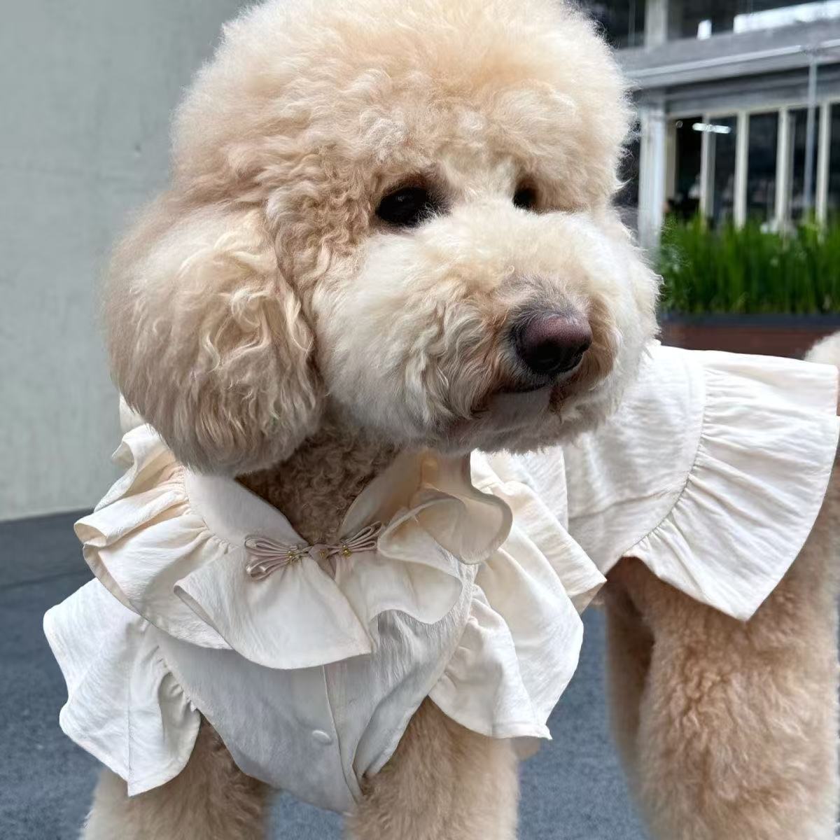 T802 Pet clothes spring and summer new streamer yarn princess dress Teddy Bichon dog cat thin sun protection traction dress