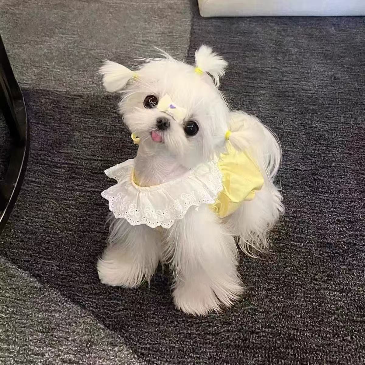 T817 Dog Clothes Autumn and Winter Teddy Bichon Pomeranian Small Dog Puppy Spring and Autumn Thin Cute Princess Fashion Brand Pet Cat