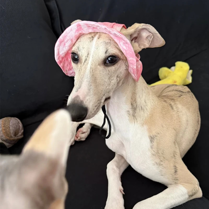 Summer Little Greyhound Hat Outdoor Ear Holes Adjustable Cap for Whippets Breathable Cool Small Medium Dogs 250729