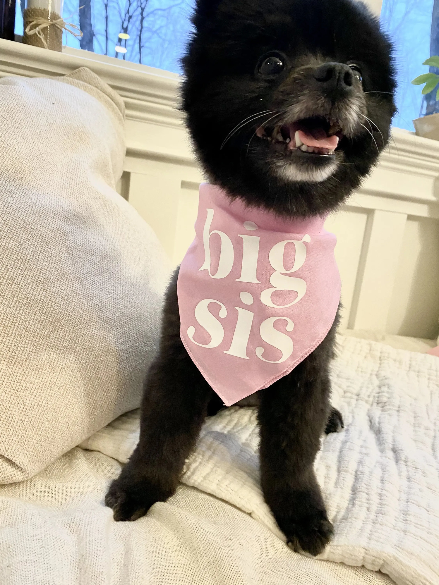 Big Sis Or Bro Dog Bandana Scarf For Baby Announcement Birth Maternity Poshoot Natural Party Decoration 250729