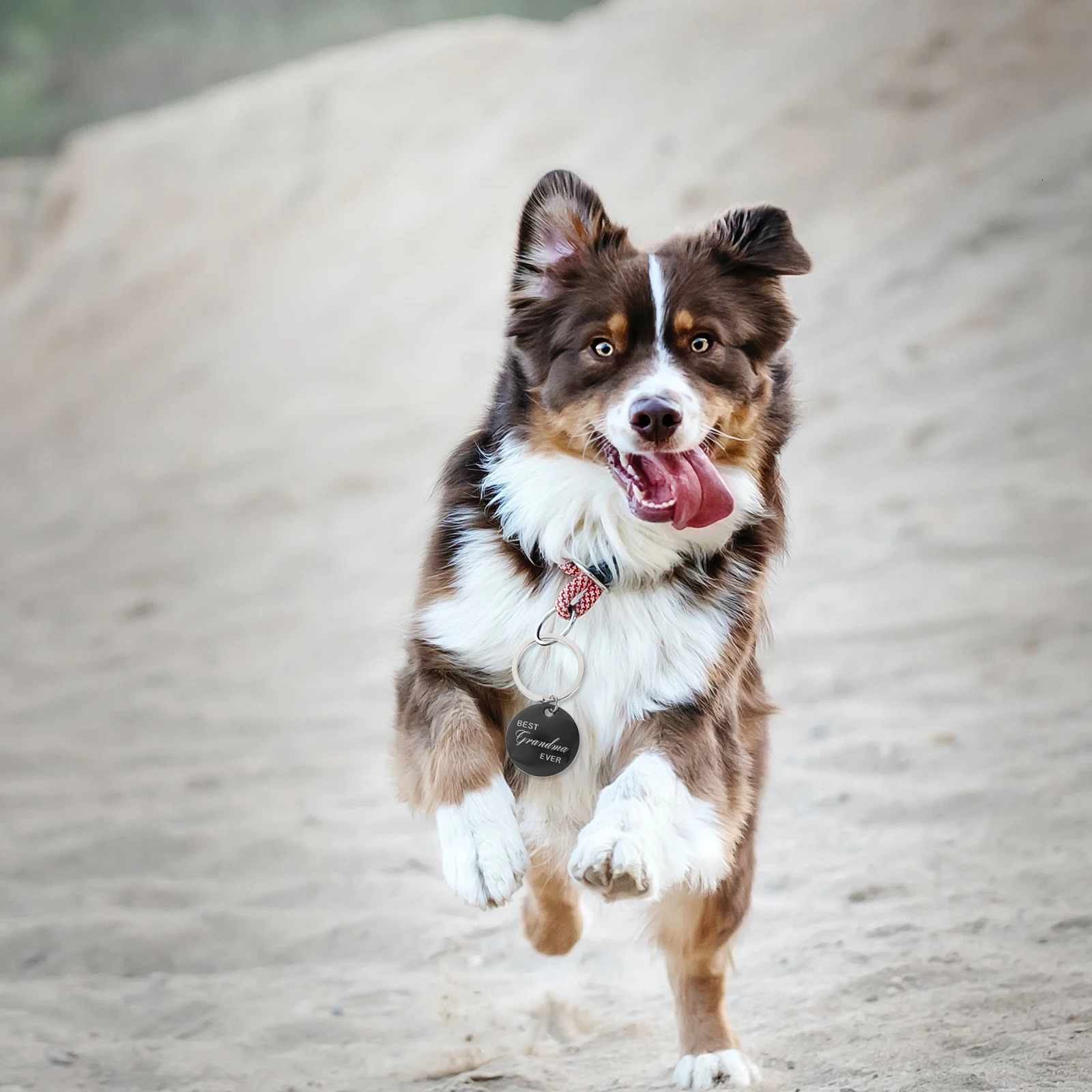 4 Pcs Pet ID Card Keychain Puppy Collars Name Tag Label Dog Identification Tags Stainless Steel 250729