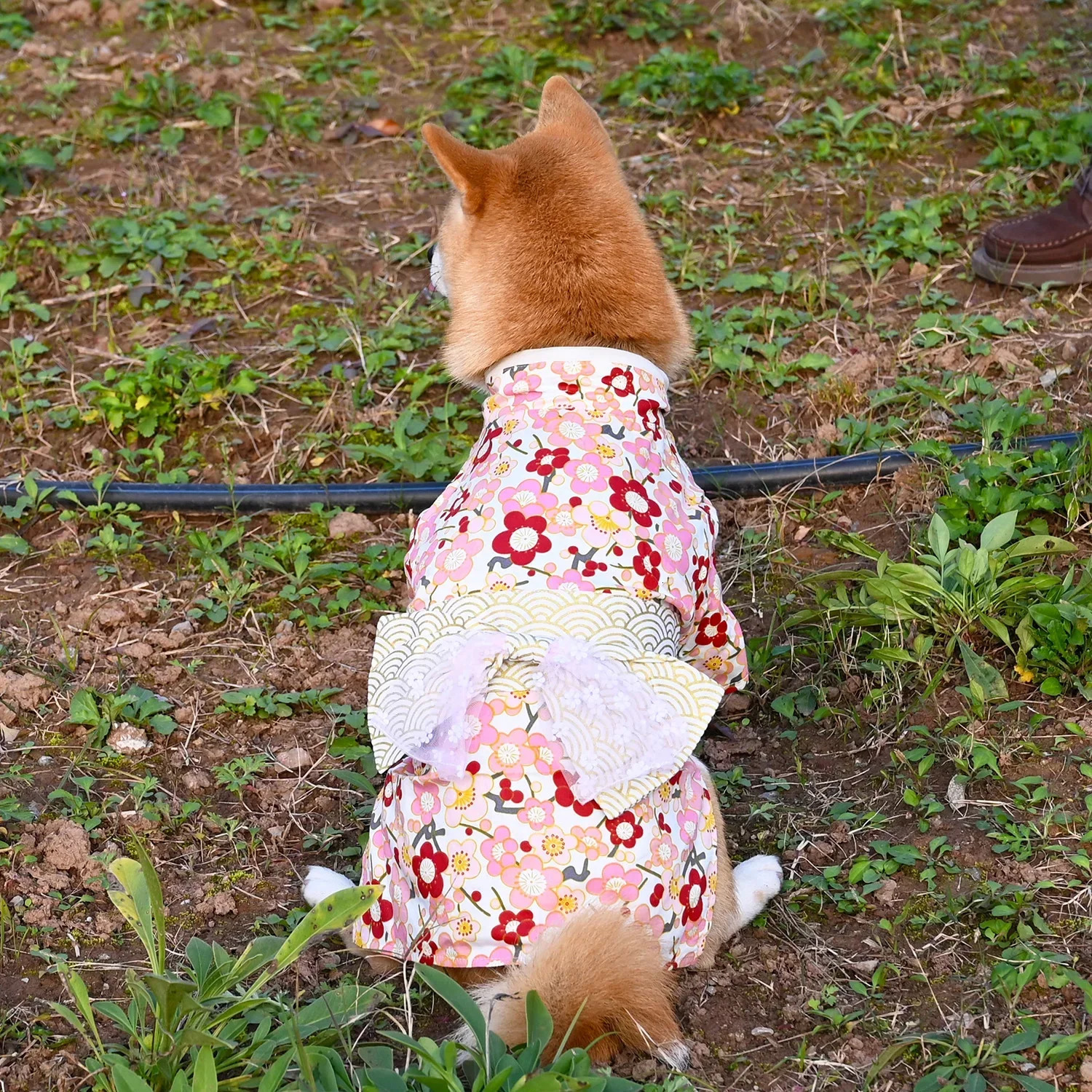 Japanese Style Pure Cotton Pet Kimono Small and Medium Dog Clothes Corgi Shiba Inu Puppy Costume Cat Dogs Accessories 250729