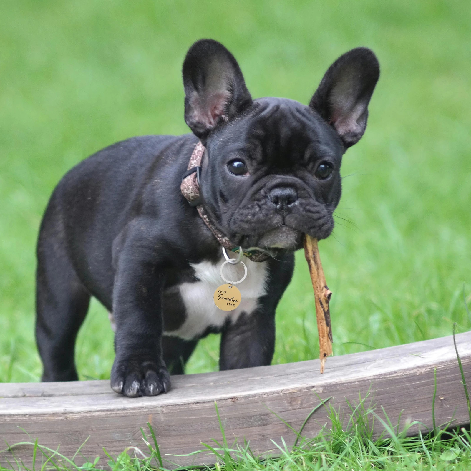 4 Pcs Pet ID Card Keychain Puppy Collars Name Tag Label Dog Identification Tags Stainless Steel 250729