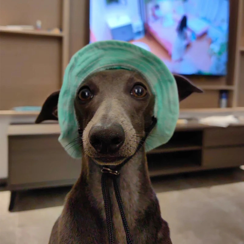 Summer Little Greyhound Hat Outdoor Ear Holes Adjustable Cap for Whippets Breathable Cool Small Medium Dogs 250729