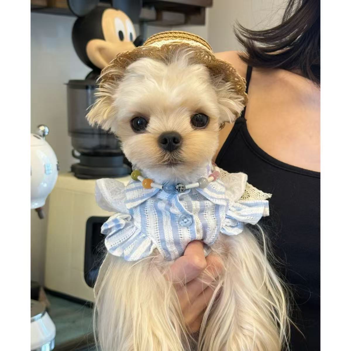T862 Summer pet puppy clothes for small dogs Teddy Pomeranian Yorkshire Terrier lace clothes love cute skirt thin section