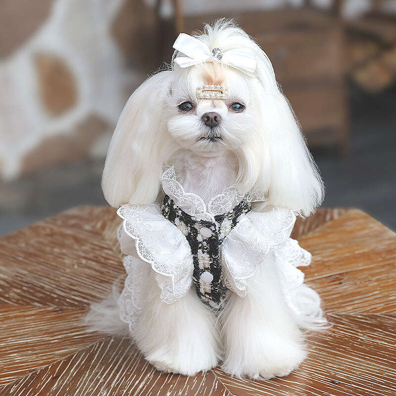Amberini High-End Dog Pet Clothes Small Dogs Black and White Lace Dress