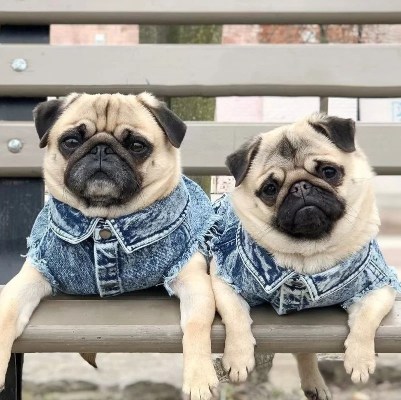 Pet Dog Jeans Jacket Denim Coats Holes Cats Puppy Vest French Bulldog Small Dog Clothes Spring/Autumn Apparel Fashion 250729