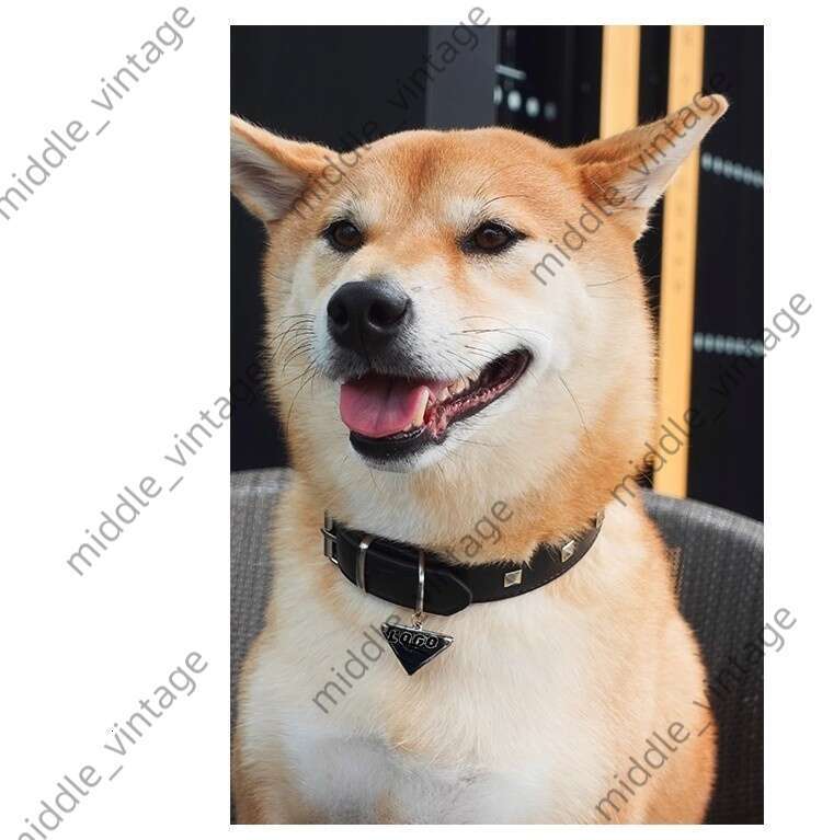 Cat Pet Bag Dog Leash Dog Collar Dog Bag Set Leather Small And Medium Cat Dog Teeth French Bulldog Collar Set Coll Pet Supplies