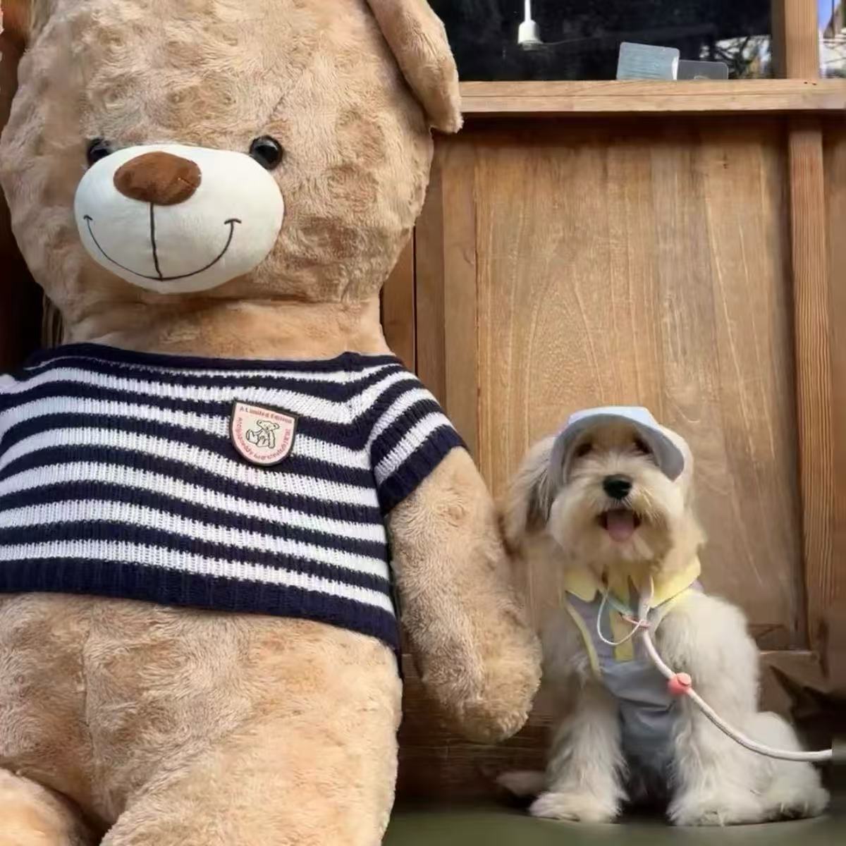 T863 Pet spring and summer super sweet skirt dog cat small Teddy Bichon Maltese clothes