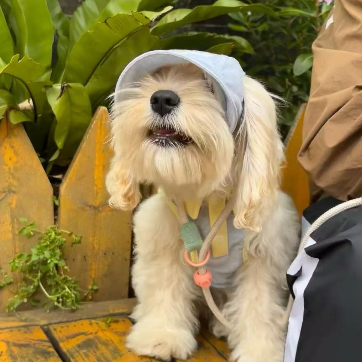 T863 Pet spring and summer super sweet skirt dog cat small Teddy Bichon Maltese clothes