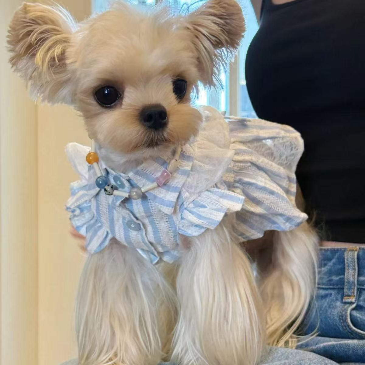 T862 Summer pet puppy clothes for small dogs Teddy Pomeranian Yorkshire Terrier lace clothes love cute skirt thin section