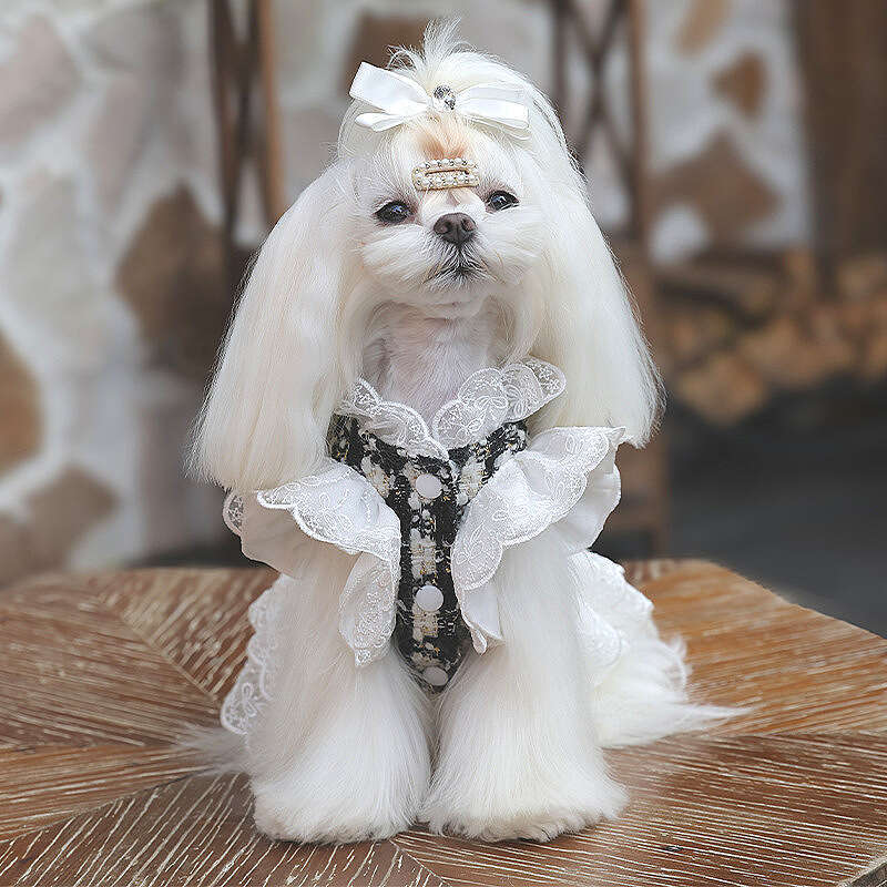 Amberini High-End Dog Pet Clothes Small Dogs Black and White Lace Dress