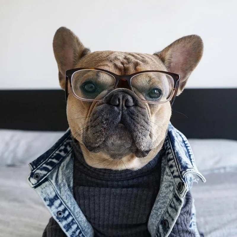 Pet Dog Jeans Jacket Denim Coats Holes Cats Puppy Vest French Bulldog Small Dog Clothes Spring/Autumn Apparel Fashion 250729