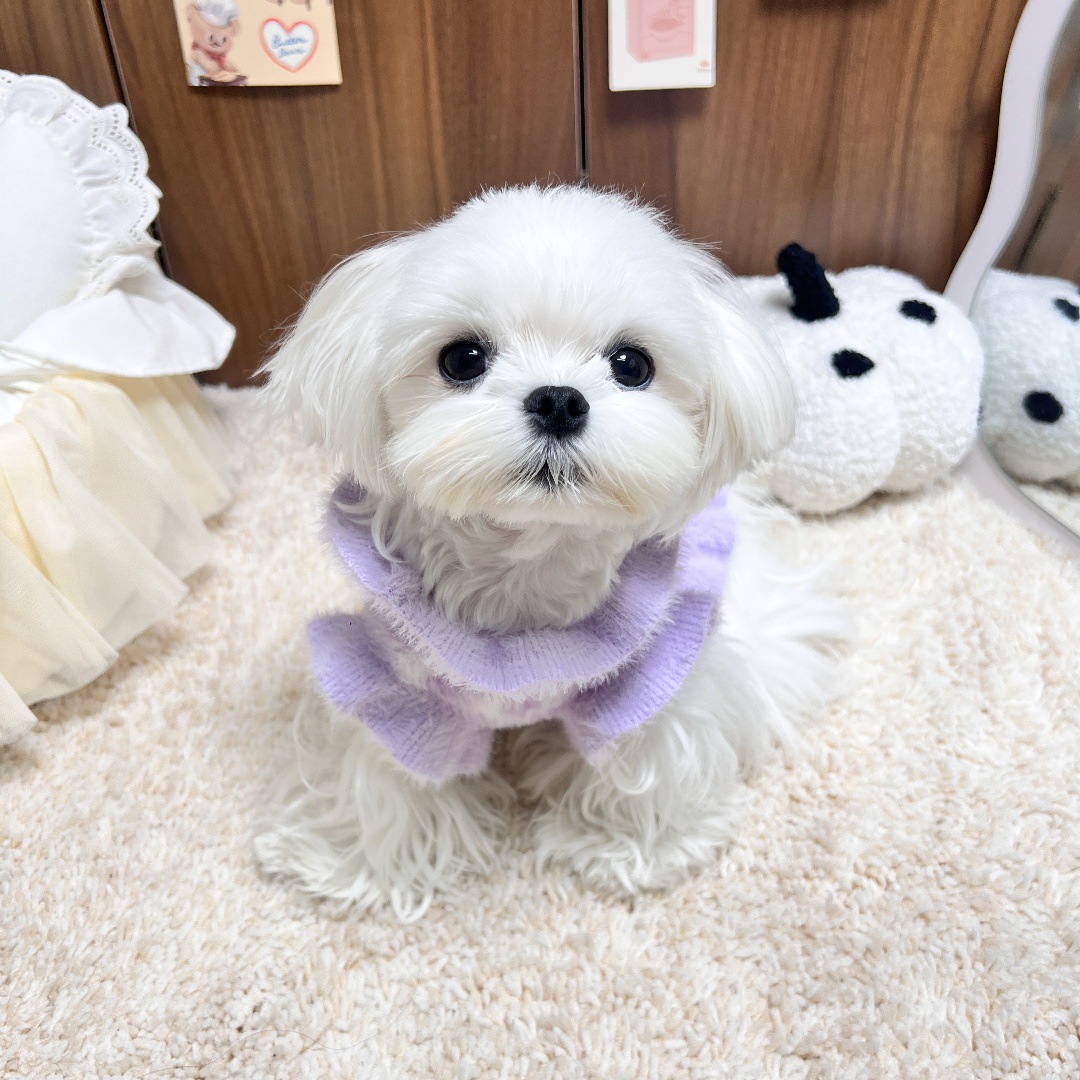 Cute Heart Pattern Pet Sweater, Soft Knit Dog Clothes, Warm Winter Apparels, Fashionable Puppy Sweater with Ruffled Edges, Cozy Pet Outfit for Maltese