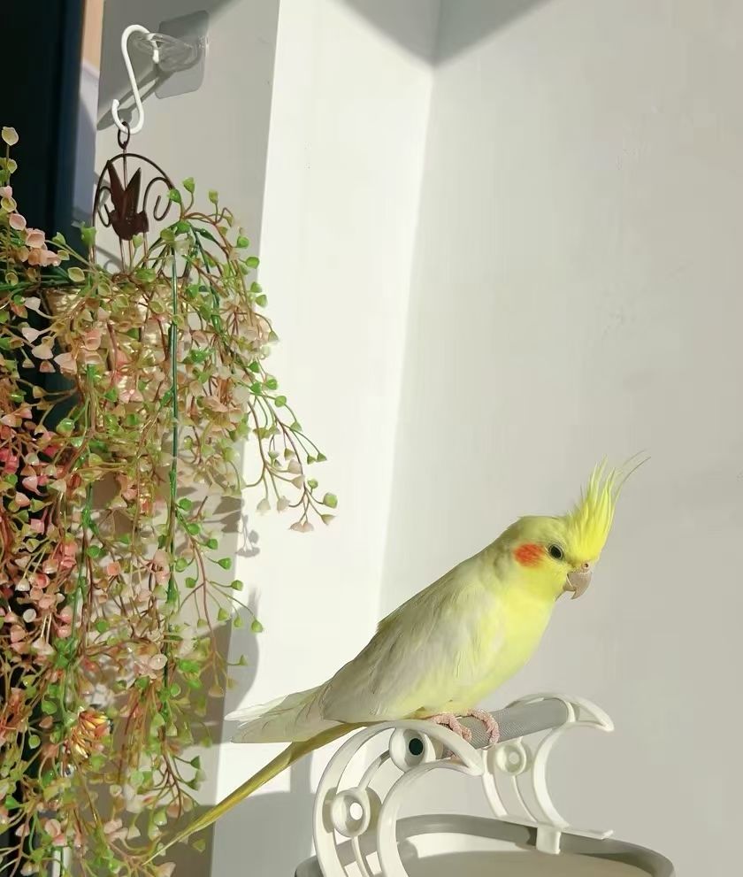Parrot Training Perch with Disposable Tray - Target Toilet Training Stand for Budgies & Cockatiels, Easy-Clean Cage Accessory