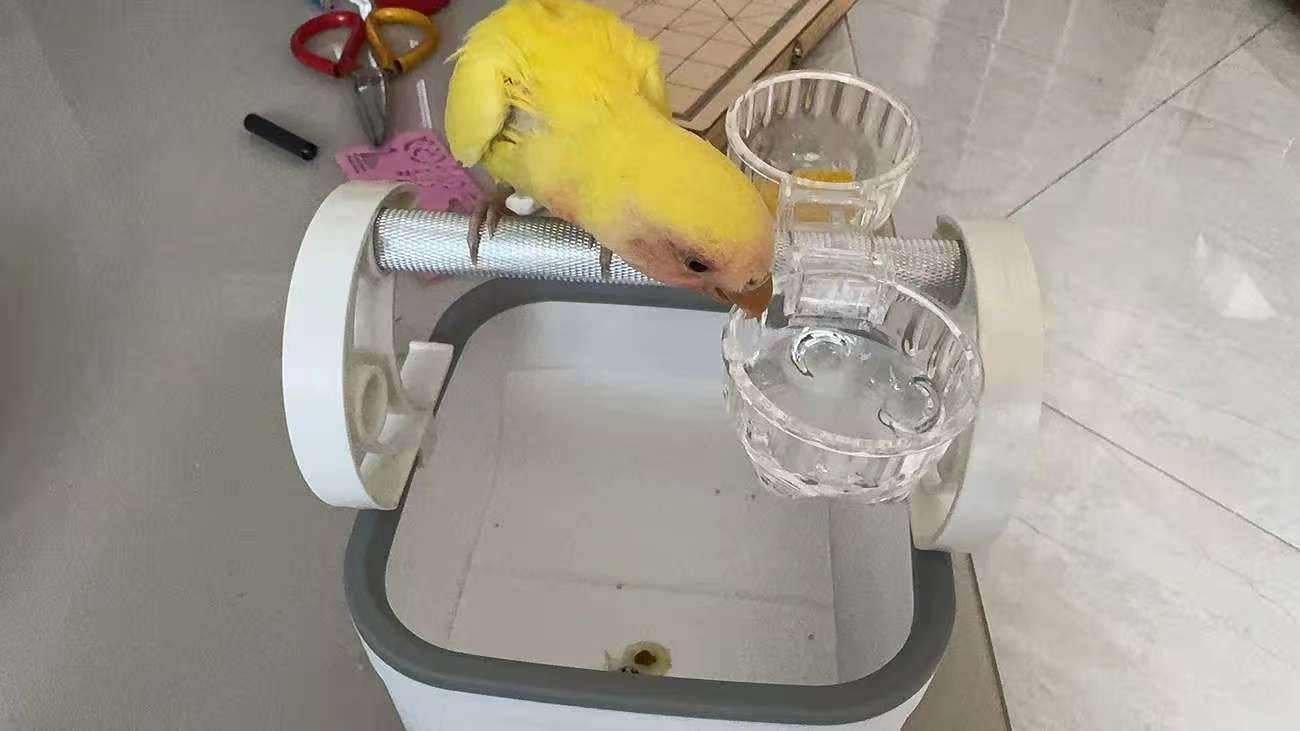 Parrot Training Perch with Disposable Tray - Target Toilet Training Stand for Budgies & Cockatiels, Easy-Clean Cage Accessory
