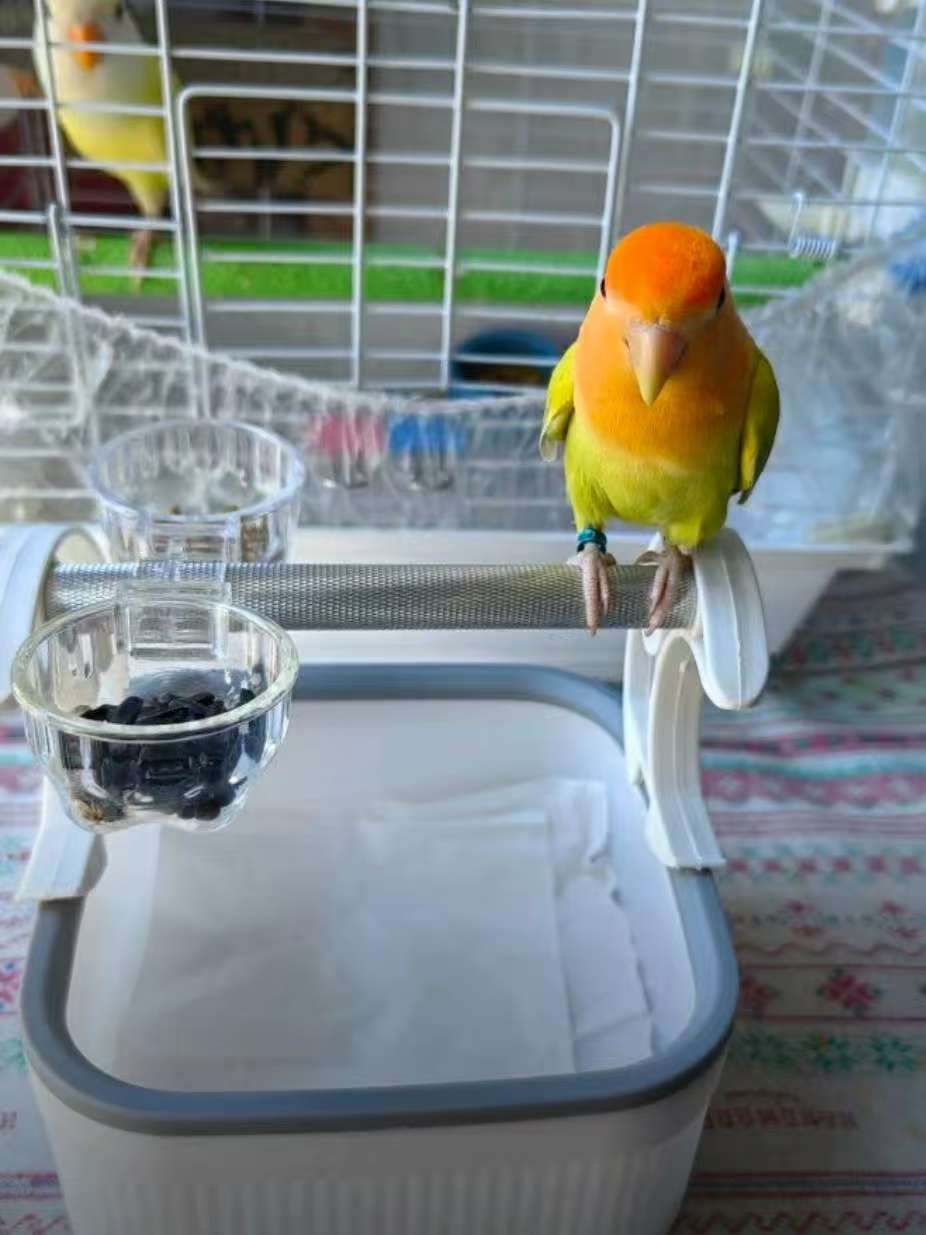 Parrot Training Perch with Disposable Tray - Target Toilet Training Stand for Budgies & Cockatiels, Easy-Clean Cage Accessory