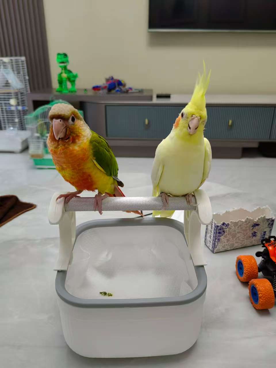 Parrot Training Perch with Disposable Tray - Target Toilet Training Stand for Budgies & Cockatiels, Easy-Clean Cage Accessory