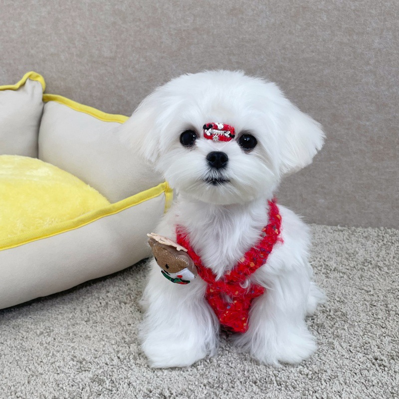 Cute Bear Fidget Toy Design Pet Knit Sweater Vest, Warm & Soft Pet Sweater for Dogs Cats, Colorful Speckled Knitwear, Fashionable Pet Clothes for Smal