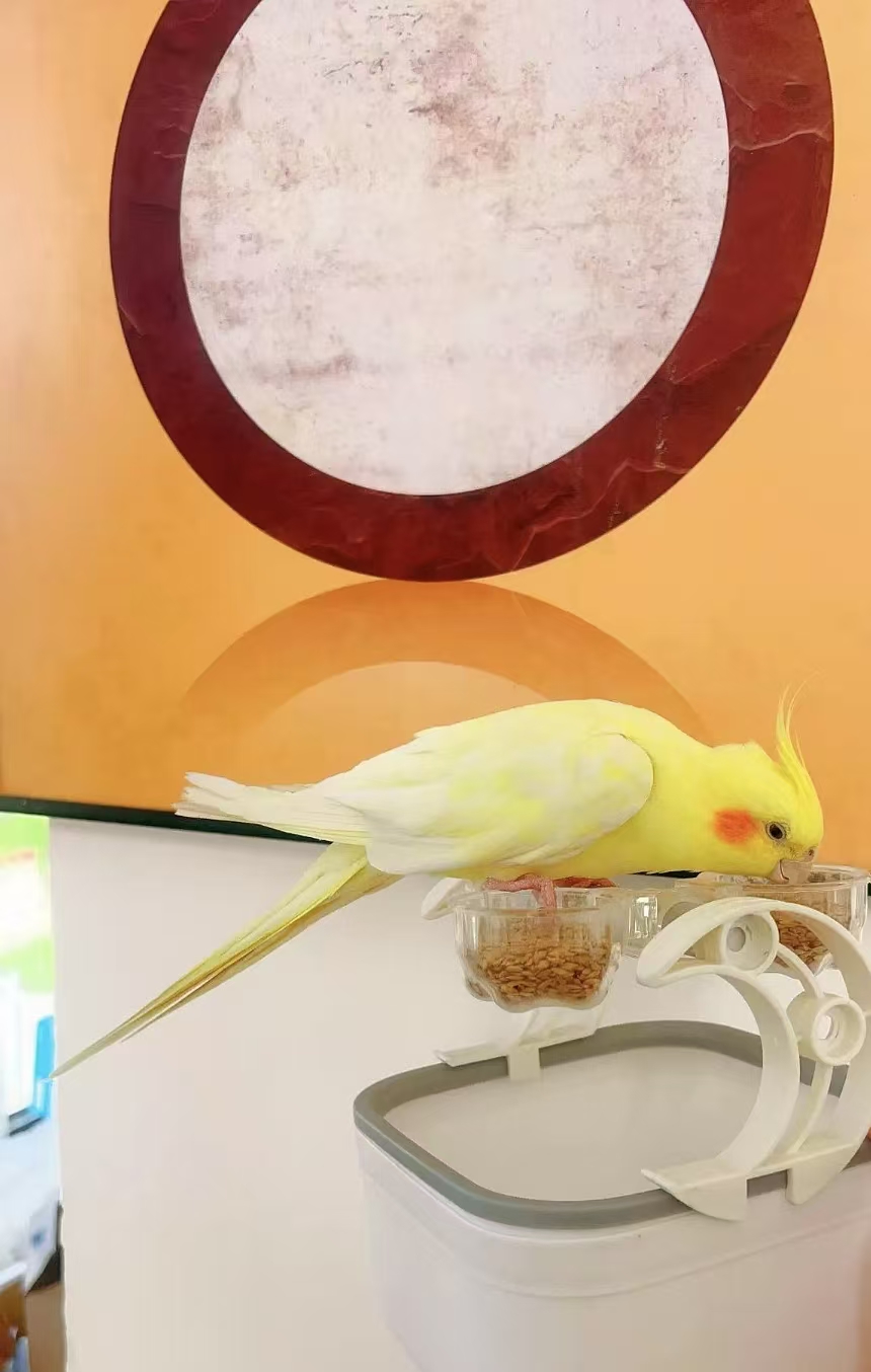 Parrot Training Perch with Disposable Tray - Target Toilet Training Stand for Budgies & Cockatiels, Easy-Clean Cage Accessory