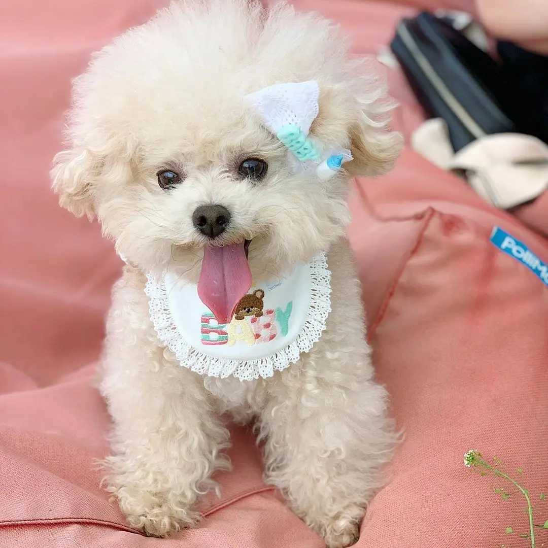 Cute baby bear embroidered dog bib pet bib Saliva towel Bichon Teddy Hiromi bib cat triangle M250407