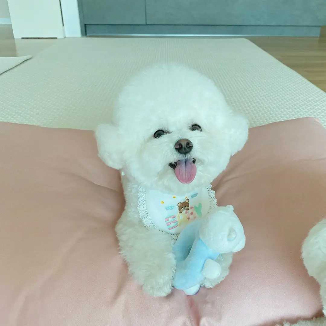 Cute baby bear embroidered dog bib pet bib Saliva towel Bichon Teddy Hiromi bib cat triangle M250407