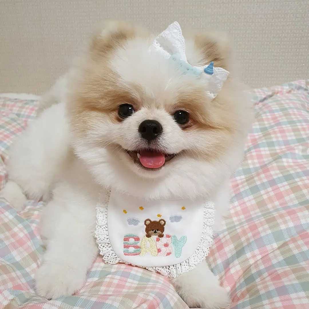 Cute baby bear embroidered dog bib pet bib Saliva towel Bichon Teddy Hiromi bib cat triangle M250407